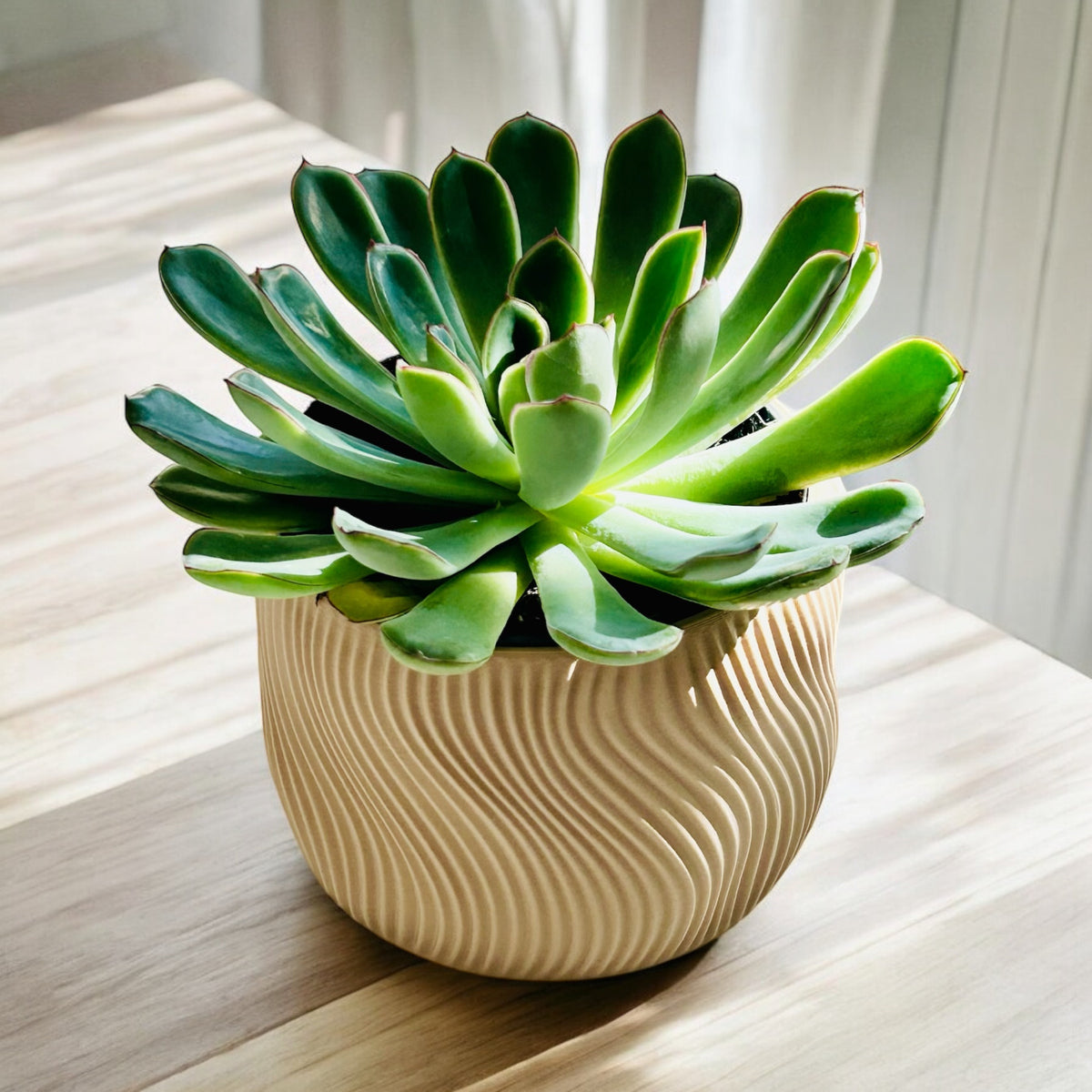 DOLCE | Jardinière